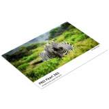 Fomei Pro Pearl 265 gsm A3 50szt.